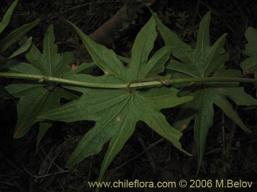 Image of Dioscorea brachybotrya (Papa cimarrona / Jaboncillo). Click to enlarge parts of image.